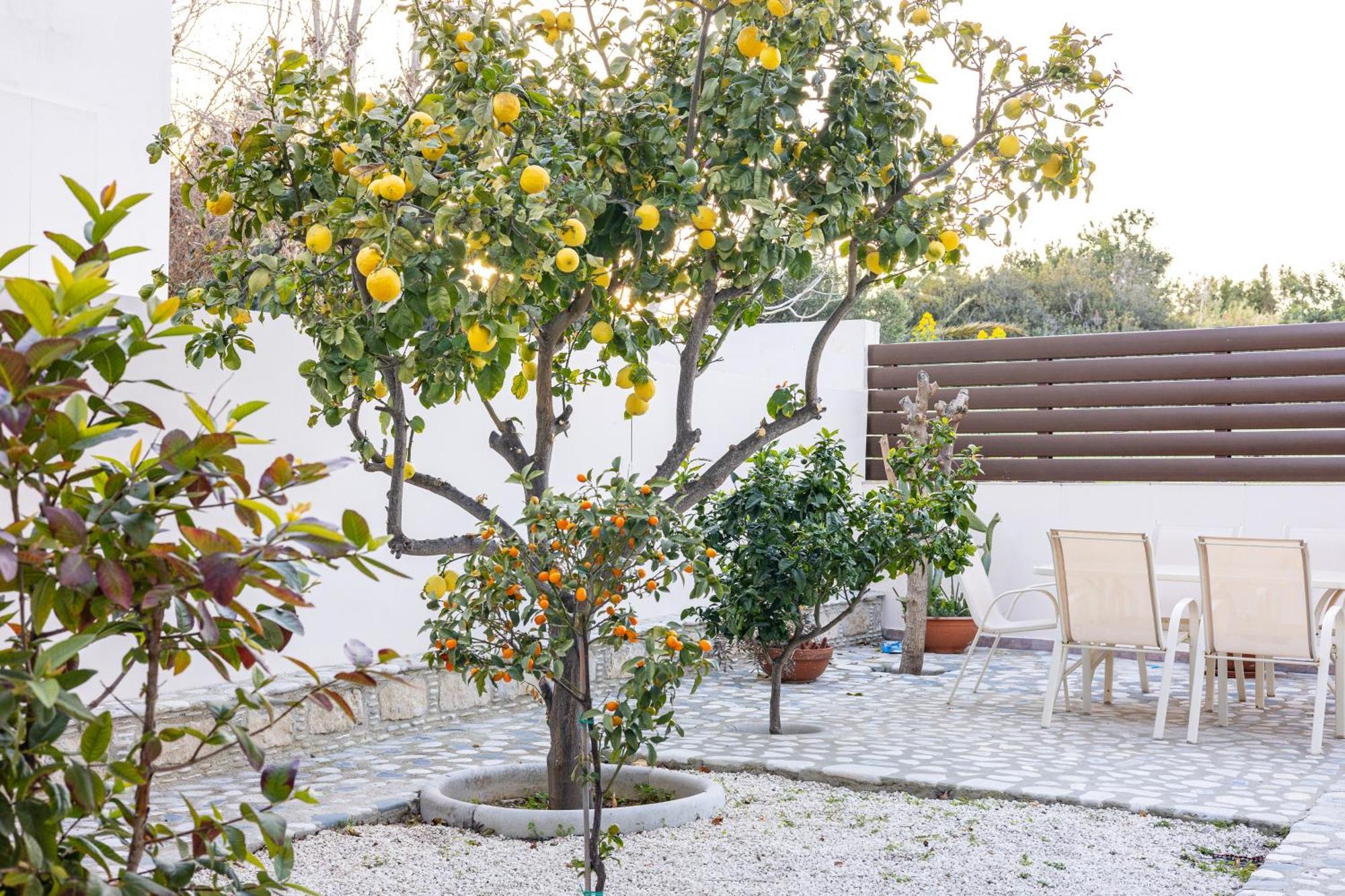 Villa Joan Agios Theodoros Εξωτερικό φωτογραφία